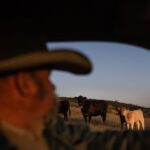 Cattlemen's Association chief says Trump's beef import plan harms ranchers Trump reputation with ranchers has 'taken a hit': Cattlemen's Association chief