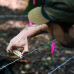 Mississippi lab helps Connecticut conduct first black bear survey in decade How many bears are in Connecticut? To find out, Mississippi researchers lend a hand
