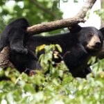 Black bears are slowly returning to the lower Mississippi River basin after decades of decline After decades of overhunting and habitat loss, black bears are slowly recolonizing the lower Mississ