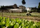 Cyclospora outbreak linked to lettuce spreads to 15 states, FDA says Multistate cyclospora outbreak expands to 15 states