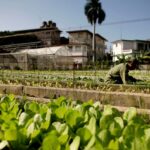 Cyclospora outbreak linked to lettuce spreads to 15 states, FDA says Multistate cyclospora outbreak expands to 15 states