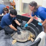 Harrison County nonprofit trains interns to protect Gulf Coast marine life Harrison County Nonprofit Trains People to Save and Protect Marine Life on Mississippi Gulf Coast
