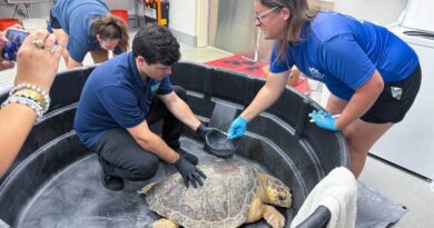Harrison County nonprofit trains interns to protect Gulf Coast marine life Harrison County Nonprofit Trains People to Save and Protect Marine Life on Mississippi Gulf Coast