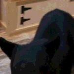 Bear wanders into Gatlinburg tea shop, jumps onto counter during anniversary visit Bear crashes couple's anniversary getaway, rummages through Tennessee tea shop before jumping on cou