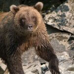 Alaska runner hospitalized after fending off brown bear with bear spray Alaska runner hospitalized after using bear spray to fight off brown bear on Alaska trail