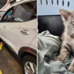 Kitten found under car after New Jersey-to-Georgia trip recovering, to return home Surprise traveler trapped beneath car for hundreds of miles gets new chance at life