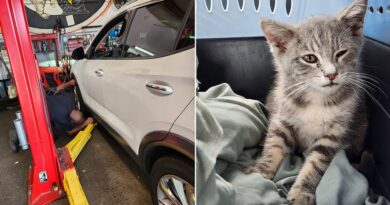 Kitten found under car after New Jersey-to-Georgia trip recovering, to return home Surprise traveler trapped beneath car for hundreds of miles gets new chance at life