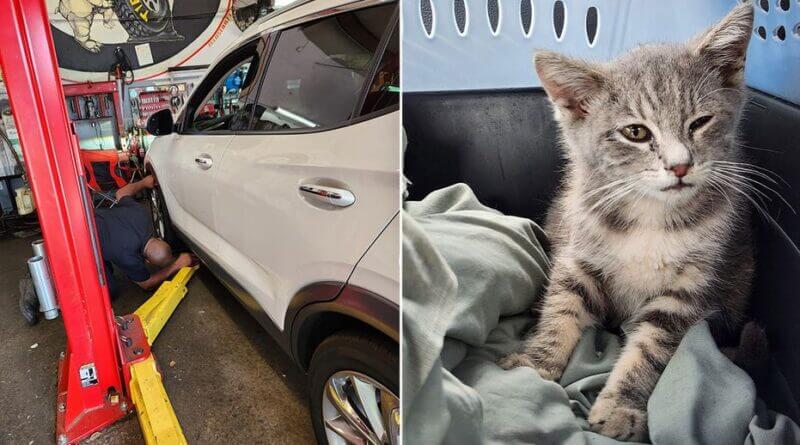 Kitten found under car after New Jersey-to-Georgia trip recovering, to return home Surprise traveler trapped beneath car for hundreds of miles gets new chance at life