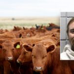 Texas man faces charges after allegedly buying cattle with bad checks Texas man allegedly bought 77 head of cattle with bad checks totaling over $159K: sheriff