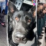 Florida K-9 Ace returns to sheriff's office after being shot and losing leg Heroic Florida K-9 returns to sheriff's office days after being shot protecting 3 deputies, losing l
