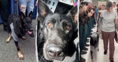 Florida K-9 Ace returns to sheriff’s office after being shot and losing leg Heroic Florida K-9 returns to sheriff's office days after being shot protecting 3 deputies, losing l