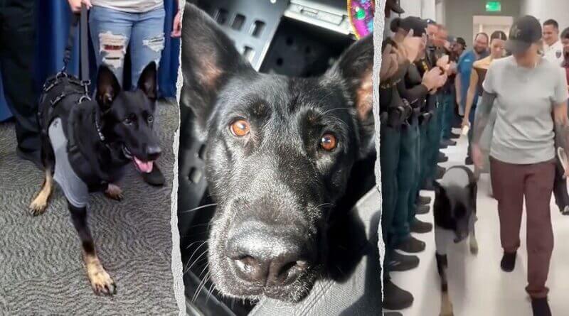 Florida K-9 Ace returns to sheriff’s office after being shot and losing leg Heroic Florida K-9 returns to sheriff's office days after being shot protecting 3 deputies, losing l