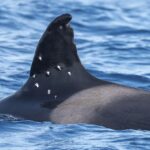 Spain opens probe after oldest Iberian orca spotted with possible pellet wounds One of world’s oldest orca whales found with possible shotgun wounds as officials launch investigati
