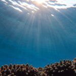 Trump administration opens Pacific conservation waters to commercial fishing Photo by Francesco Ungaro on Pexels