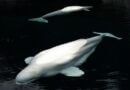 4 more belugas arrive at Shedd Aquarium from Marineland Photo by Jeffry Surianto on Pexels