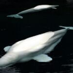 4 more belugas arrive at Shedd Aquarium from Marineland Photo by Jeffry Surianto on Pexels