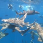 Expert: Diverse shark species inhabit Mississippi waters Photo by Mukesh Rawat on Pexels