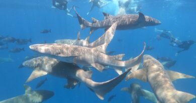 Expert: Diverse shark species inhabit Mississippi waters Photo by Mukesh Rawat on Pexels