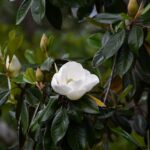 Wicker says Mississippi seeing economic gains, defense growth and rural health progress Photo by Brian Forsyth on Pexels