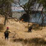 California enacts strictest wildfire landscaping rules in U.S. Photo by RDNE Stock project on Pexels
