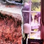 Anglo-Saxon remains found during 2019 kitchen renovation in Wye re-interred in August 2026 Shocking discovery of ancient bones turns couple's kitchen renovation into 'crime scene'