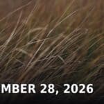 Tippah County News Today, Sept. 28: Fire Danger, Supervisors, Vote Deadline Dry, wind-blown grass in a Tippah County field, illustrating the high fire danger and drought gripping the county