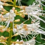 Hardeman County Smart Yards Class Registration Ends Sept. 28 Hummingbird moth visiting white bottlebrush buckeye blooms, the kind of pollinator habitat taught in Hardeman County Smart Yards classes