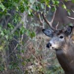 Mississippi Archery Deer Season Opens Oct. 1 in Tippah, Benton White-tailed buck in a forest ahead of Mississippi archery deer season