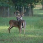 Tennessee Archery Deer Season Opens Sept. 26 Near Middleton Two white-tailed bucks standing in a grassy field as the Tennessee archery deer season opens Sept. 26