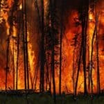 Tippah County burn ban requested; residents asked to stop all burning today Wildfire burns through standing timber, illustrating the fire danger behind the Tippah County burn ban request during the 2026 Mississippi drought