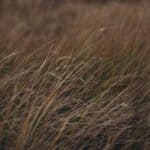 Tippah County Fire Danger High Before Weekend Rain Chances Close-up of dry, golden-brown grass in a rural field, illustrating Tippah County fire danger during the drought