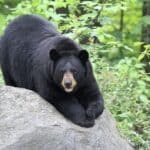 Black bear enters Joint Base Elmendorf-Richardson emergency department, eats donated Halloween candy; no injuries Bear breaks into Alaska hospital at 2 am, helps itself to an early Halloween candy buffet