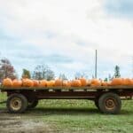 Falcon Ridge Farm Fall Festival Runs Through Oct. 31 Farm cart loaded with pumpkins in an autumn field, like those at the Falcon Ridge Farm Fall Festival