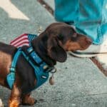 March of Dogs Parade Set Oct. 24 in Bolivar, Hardeman County Dachshund in a blue harness beside an American flag, illustrating the March of Dogs parade theme
