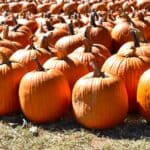 Pumpkin Adventure set for Oct. 7–10, 14–17 and 21–24 at Mississippi Agriculture and Forestry Museum Photo by Kevin Hunter on Pexels