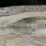 Ripley Man Sentenced for Holly Springs Forest Timber Theft Close-up of tree rings on a cut oak trunk, illustrating a timber theft case