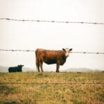 TAEP Cost-Share Window Closes Oct. 7 for Hardeman Farmers Cattle grazing behind a barbed wire fence, illustrating the TAEP cost-share livestock fencing program