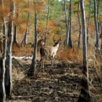 Young Sportsman Deer Hunt Set Oct. 31-Nov. 1 Near Middleton White-tailed deer buck standing among trees ahead of the Tennessee young sportsman deer hunt
