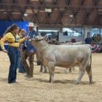 Tippah County 4-H Heifer, Lamb Exhibitors Show at State Fair Tippah County 4-H heifer and lamb show exhibitor leading a heifer in the Mississippi State Fair show ring