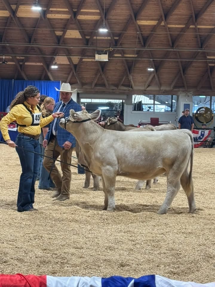 Tippah County 4-H heifer and lamb show exhibitor leading a heifer in the Mississippi State Fair show ring