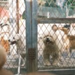 Tippah County Supervisors Weigh Lazy H Shelter Partnership Dogs standing behind a fence in a shelter yard, illustrating the Tippah County supervisors' shelter discussion